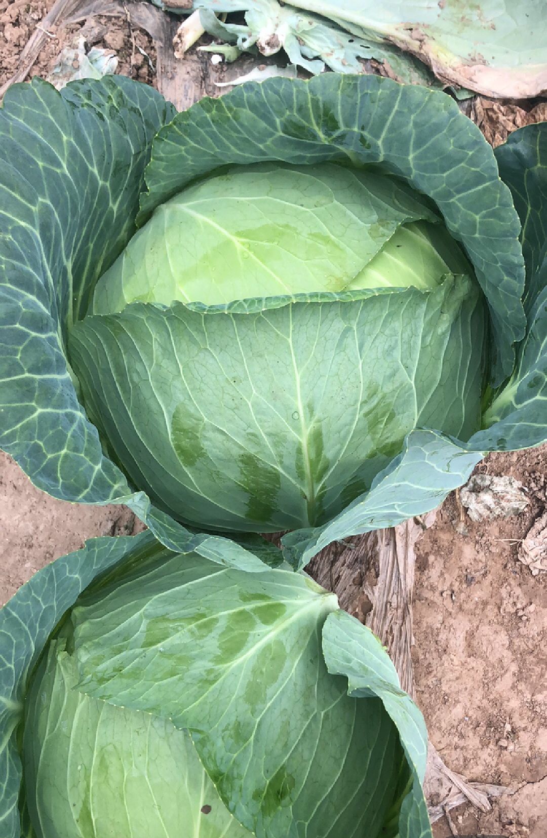 湖北扁包菜优质扁包菜产地直供颜色绿各种包装提前订货可配车