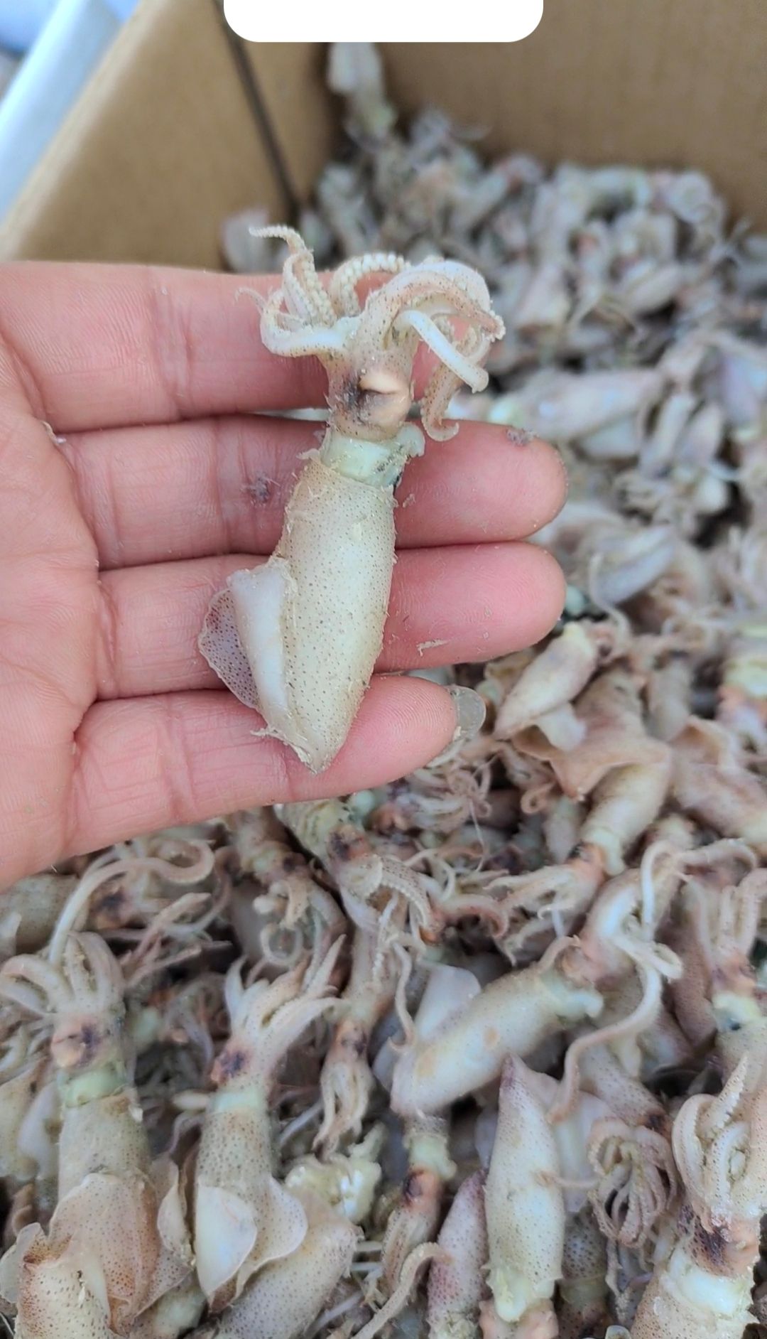 海兔子，海兔干笔管鱼！干湿都有！自家渔船上的货！麻辣海鲜食材