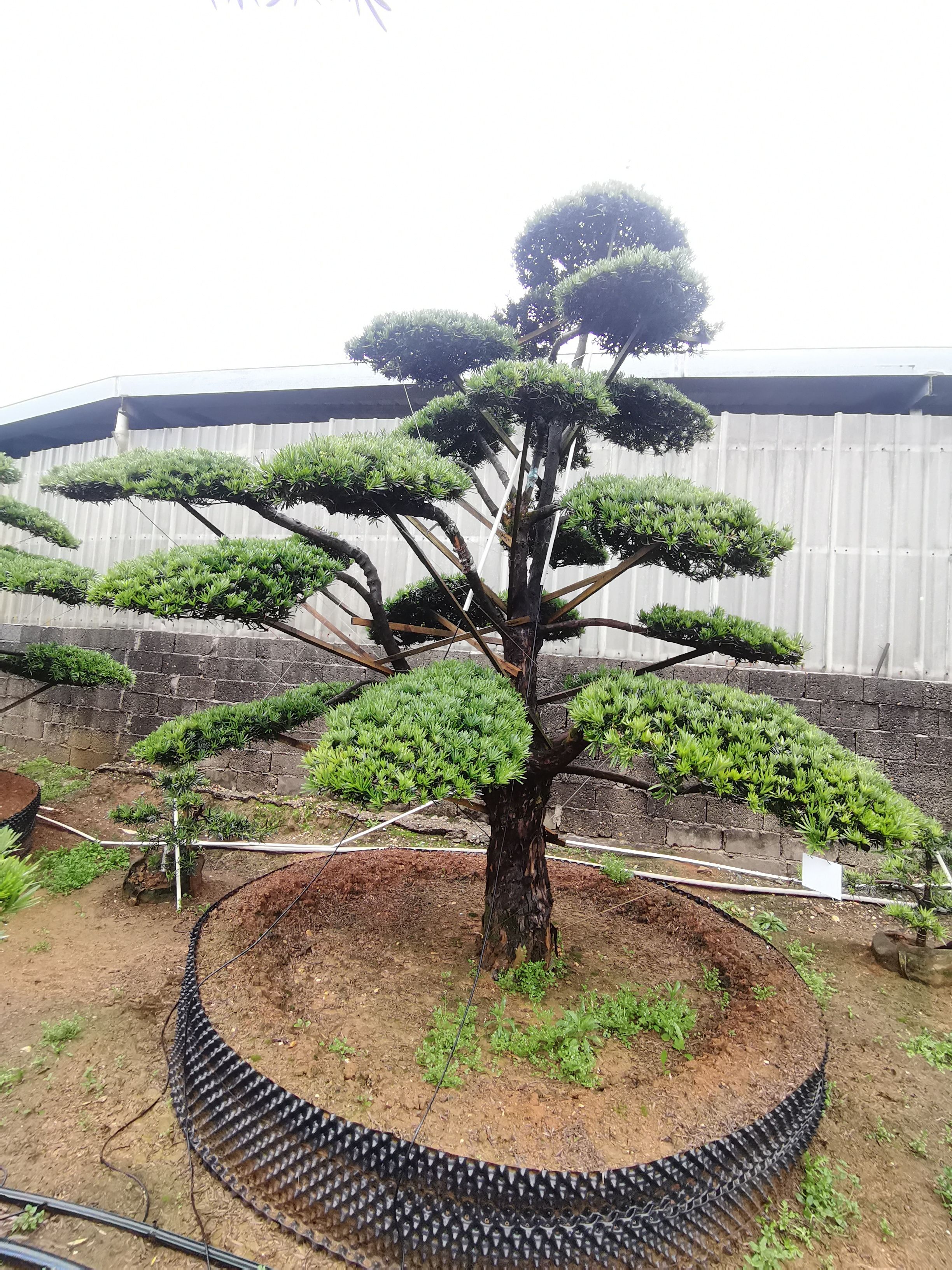 造型罗汉松  小叶罗汉松