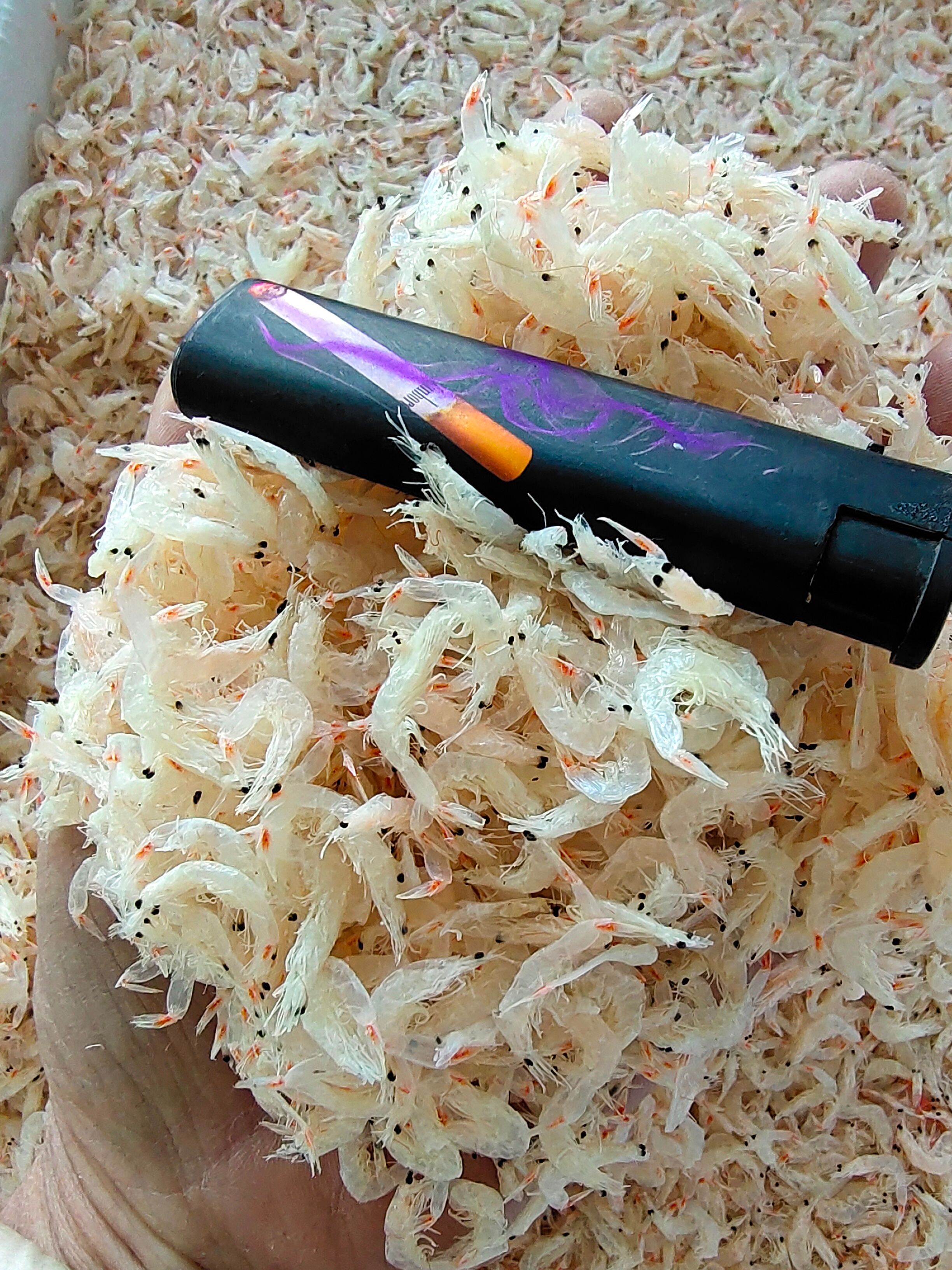 无盐淡干虾皮！干度好不咸味道鲜！各种价位的都有一手货源无差价