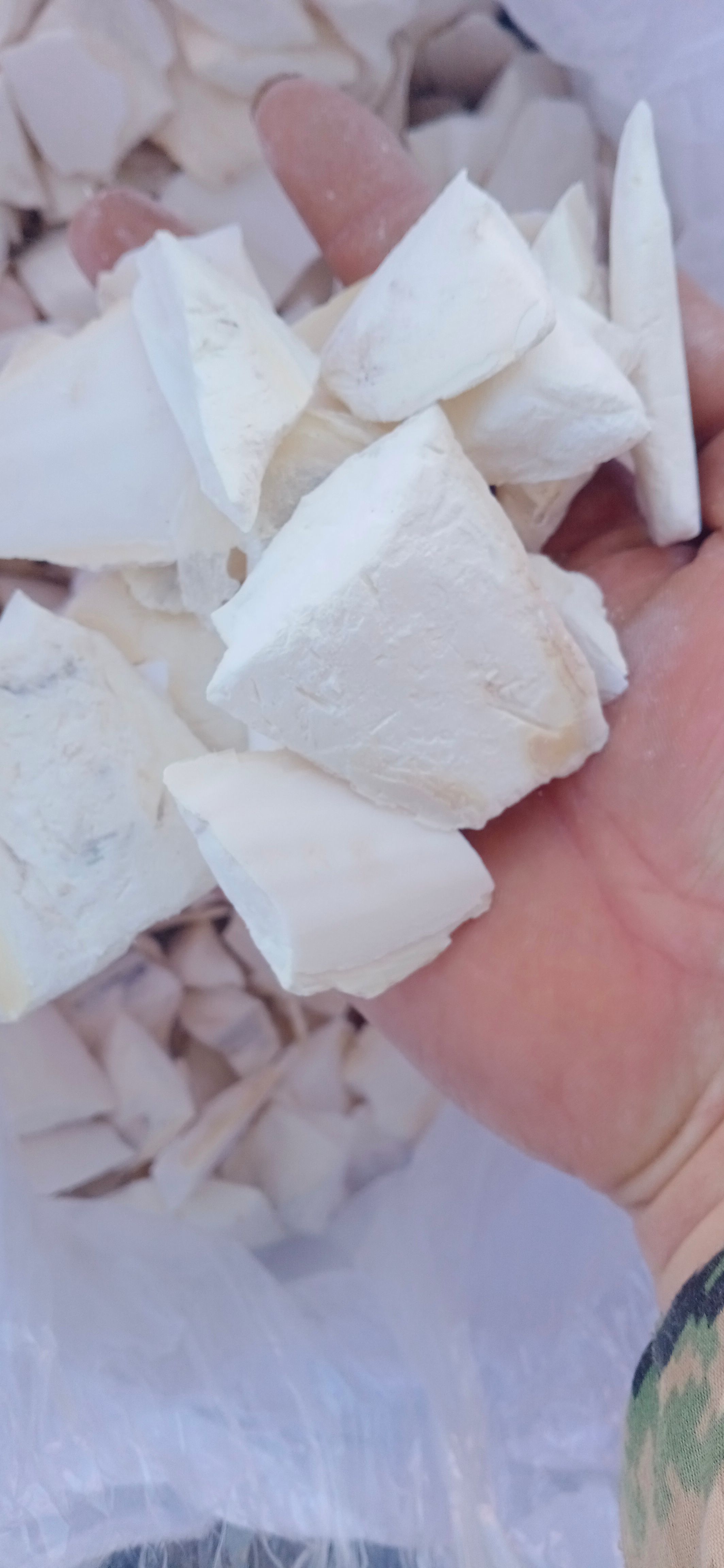 【海螵蛸】产地海南实物拍摄一手货源大货供应.规格齐全量大优惠