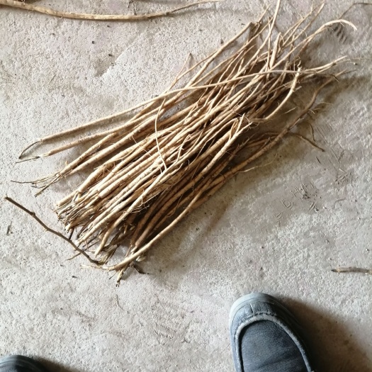 喀喇沁旗内蒙古赤峰市优质黄芪苗子