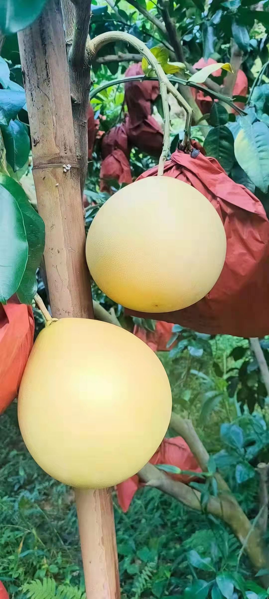 湖北蜜柚果大皮薄肉嫩水份充足果园看货现场采摘