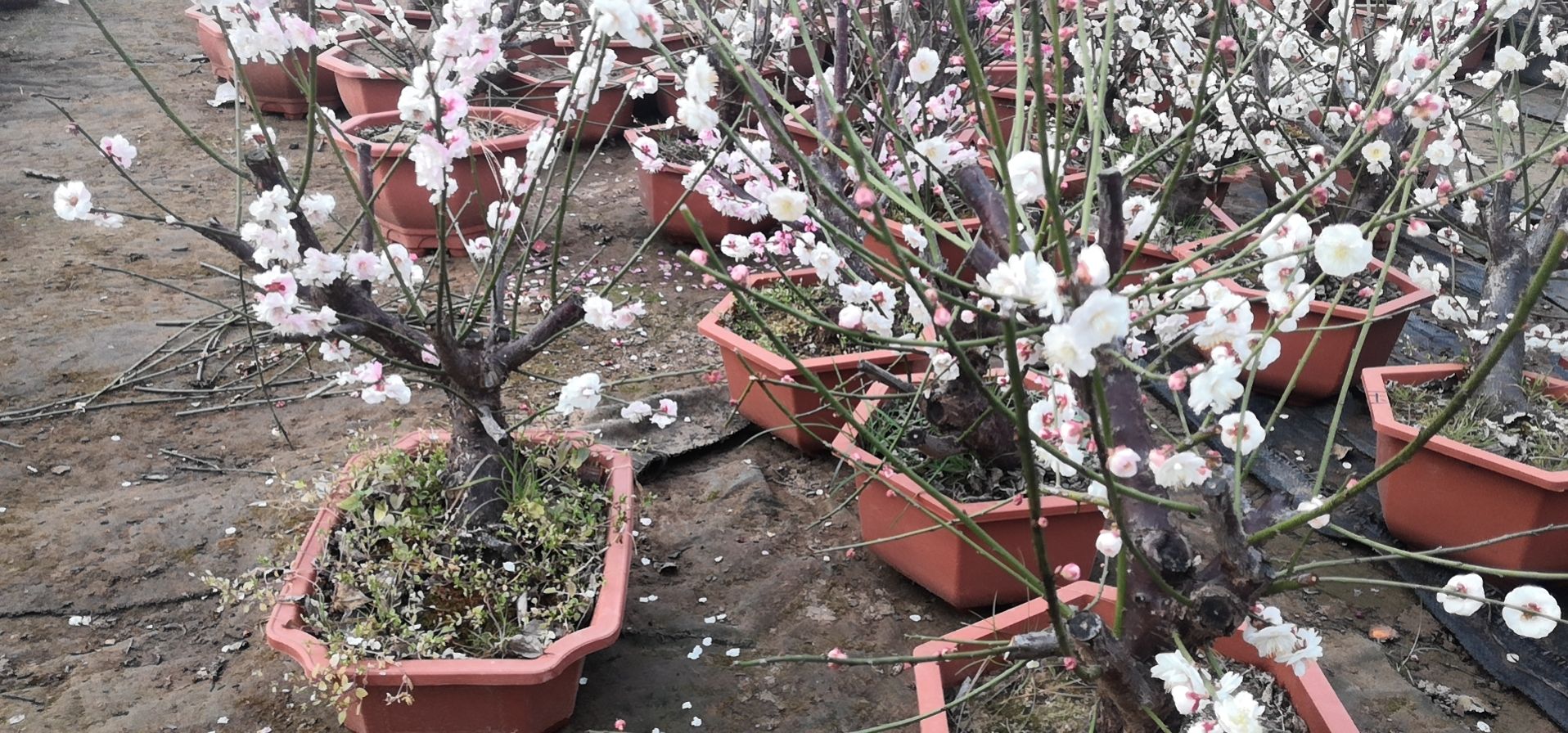 红梅  出售金钱绿萼梅花绿梅花盆景雪蝶恋梅花盆景量大免费送