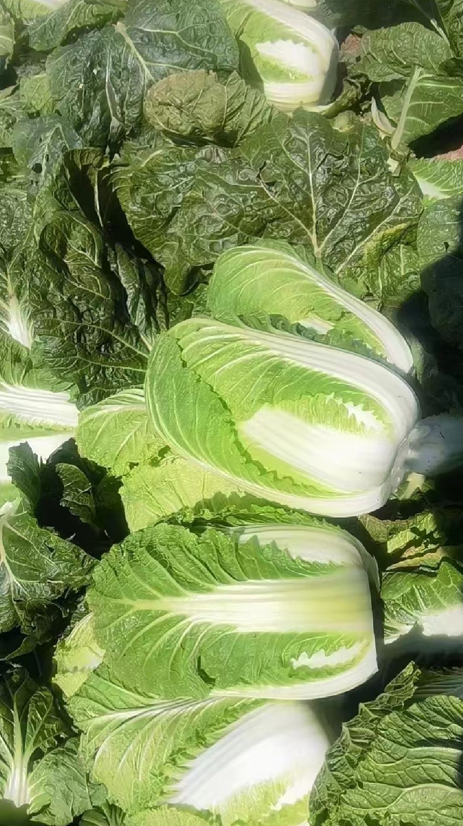 湖北优质大白菜（湖北产区）整车走货