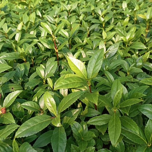 中药材草珊瑚、九节茶、肿节风、观音茶