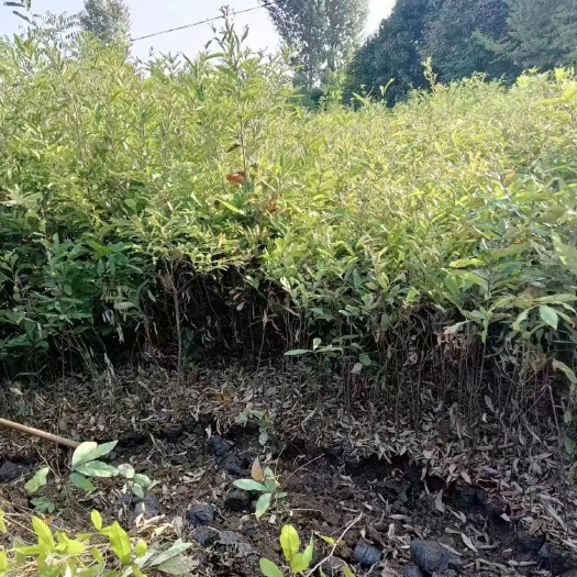 昆明青岗栎