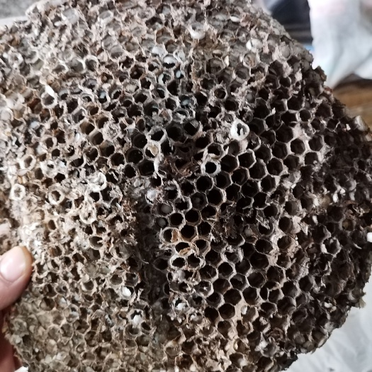 南召县蜂房