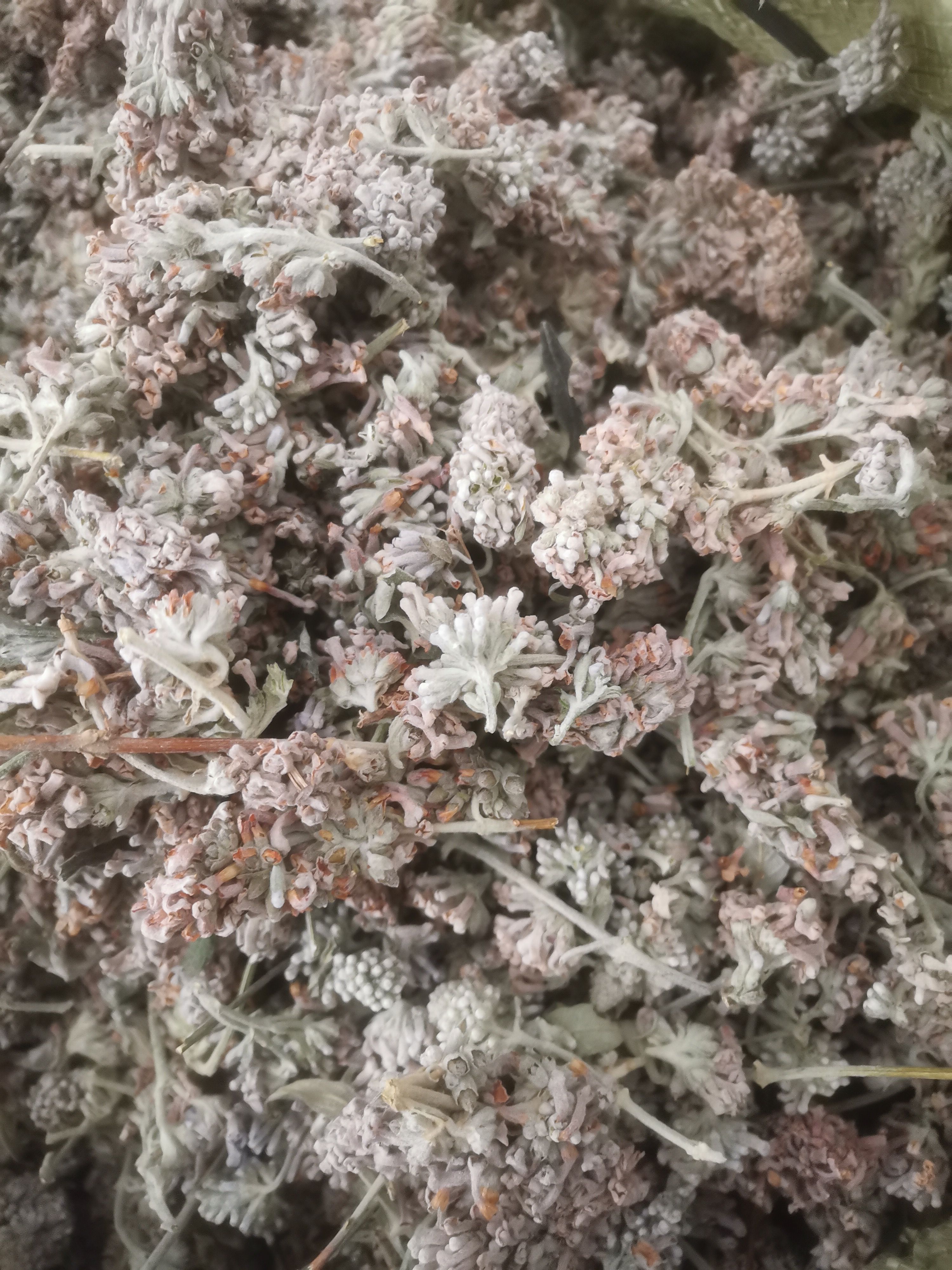 密蒙花，九里香