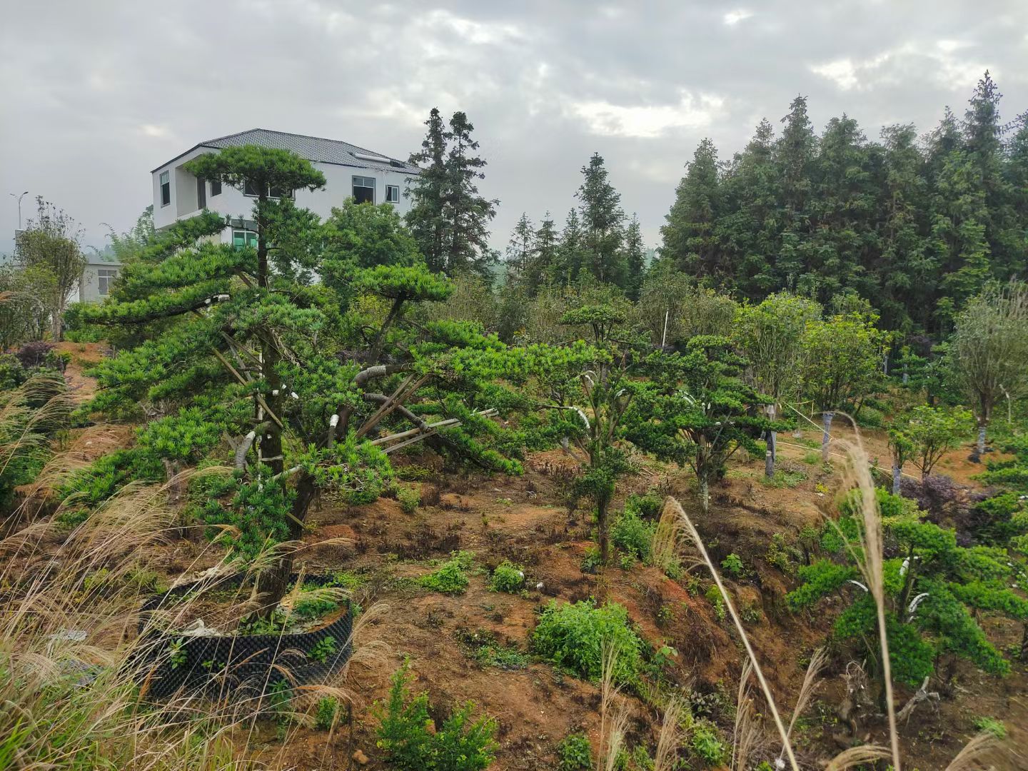 造型罗汉罗汉松盆景罗汉松造型树