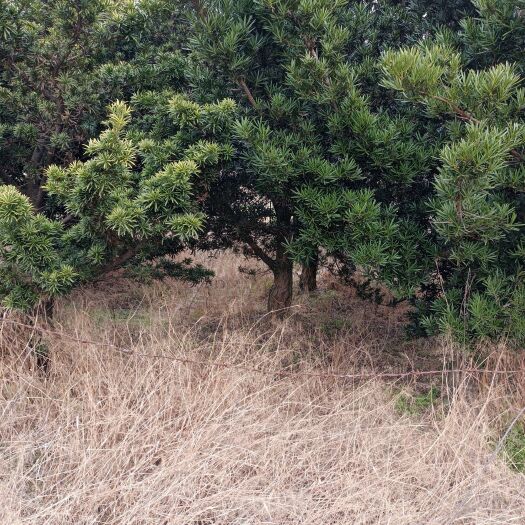 长沙自家罗汉松