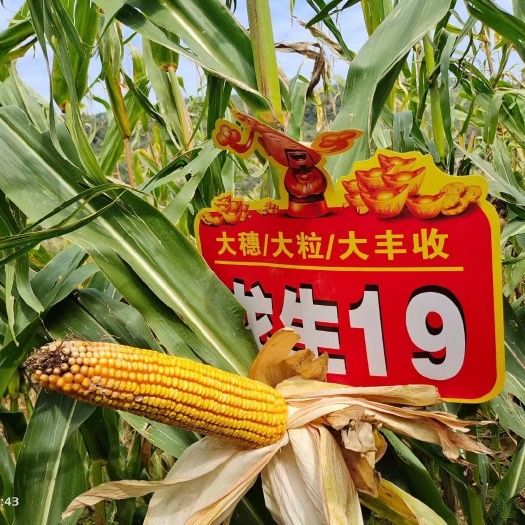 西安龙生19 大棒 大粒 大丰收 抗性好 产量高