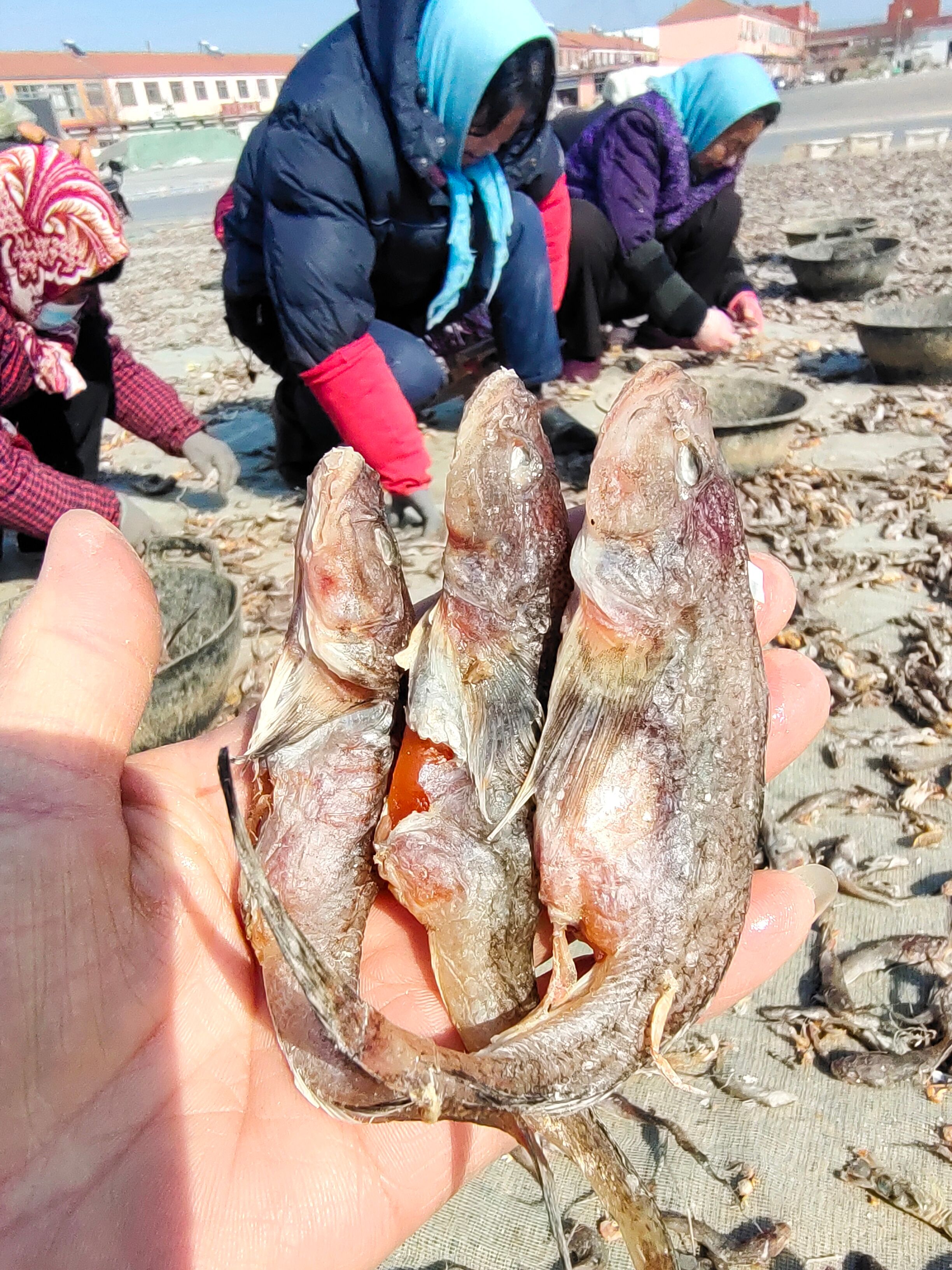 籽狗光鱼，油光鱼！腌制咸鱼干籽狗光鱼！自家渔船上的货