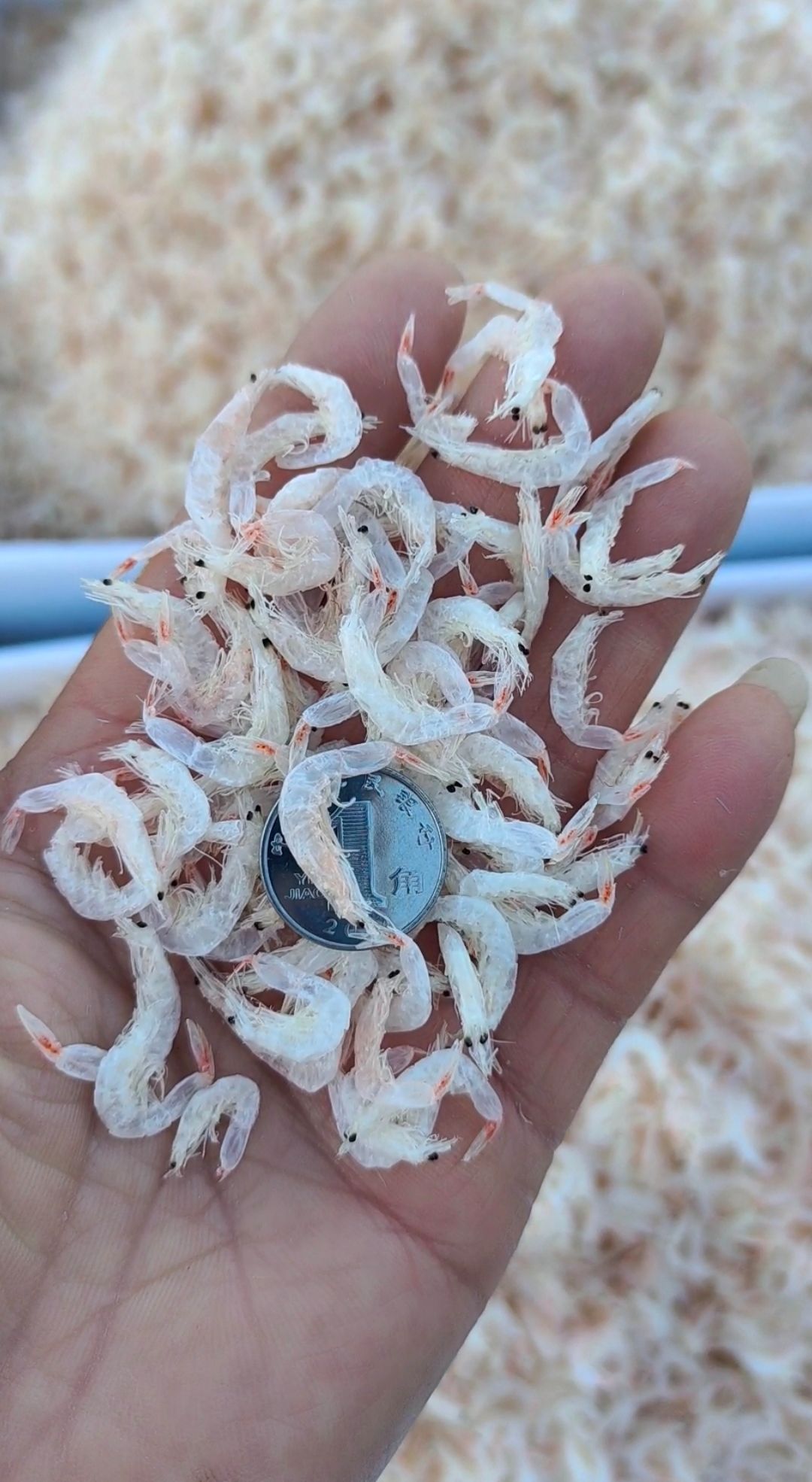 无盐虾皮！大个无盐纯淡干虾皮！个头大颜色漂亮！不咸好吃味道鲜