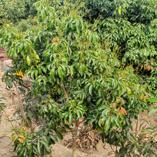 广州仙进奉荔枝苗