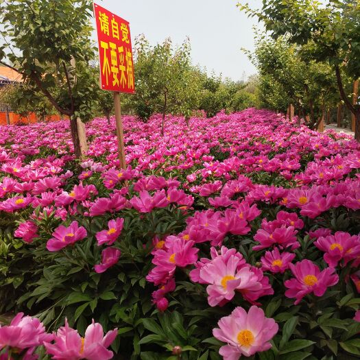 寿县中药材芍药种苗批发回收药材合作种植