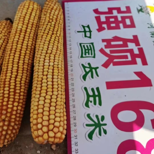 西安强硕168 三棒一米长 产量更疯狂