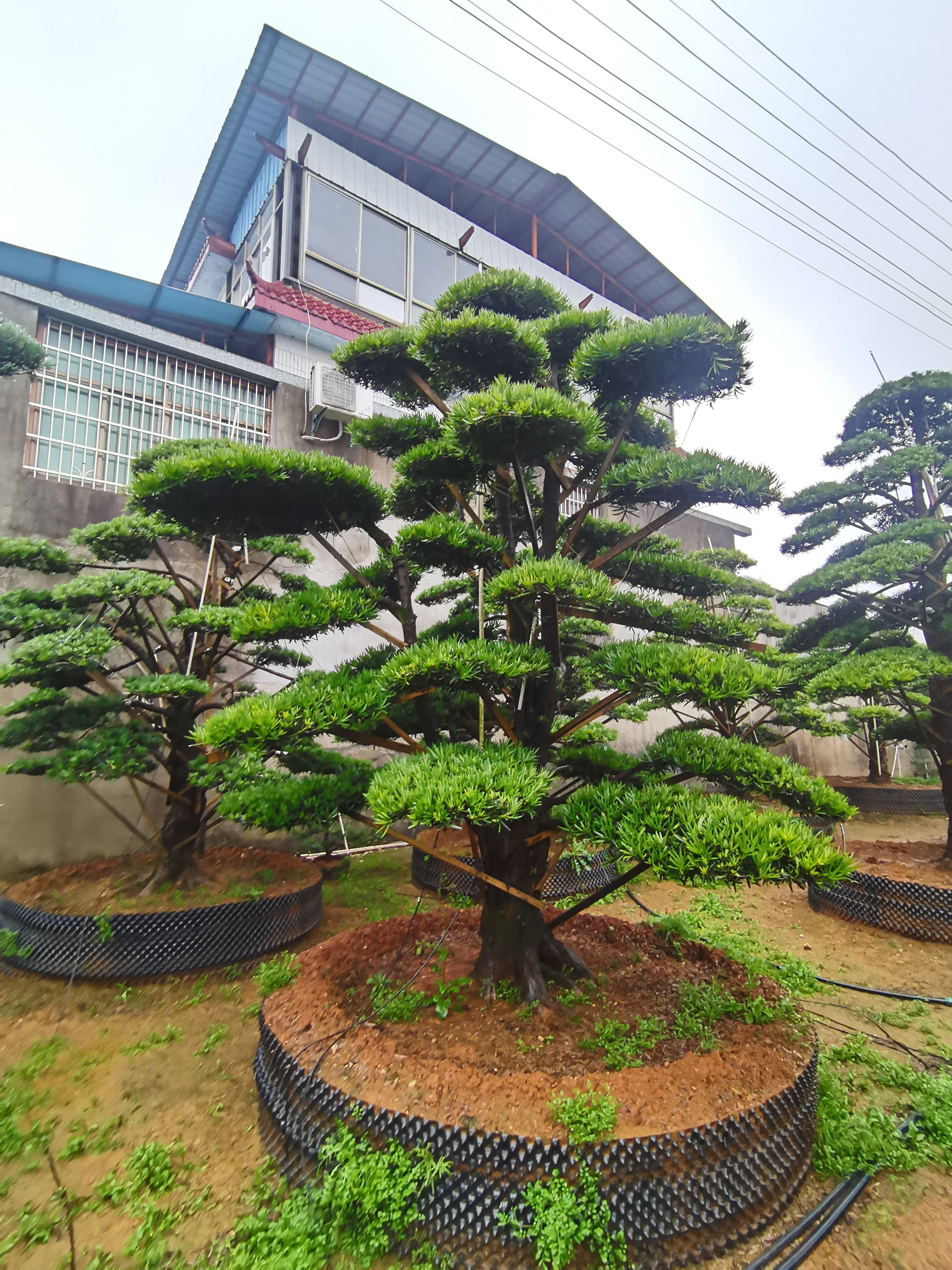 造型罗汉松  小叶罗汉松