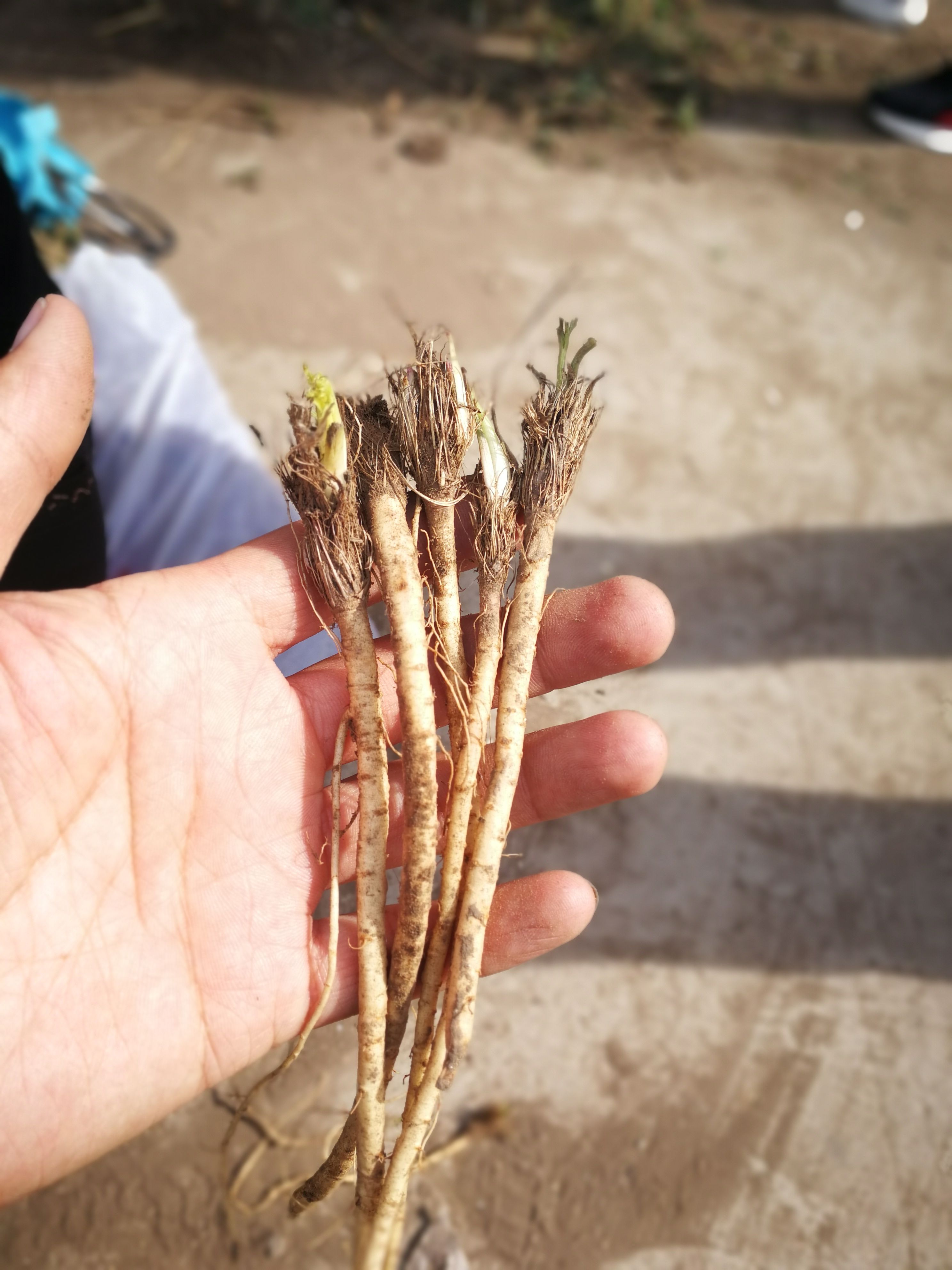 内蒙关防风苗，水防风苗