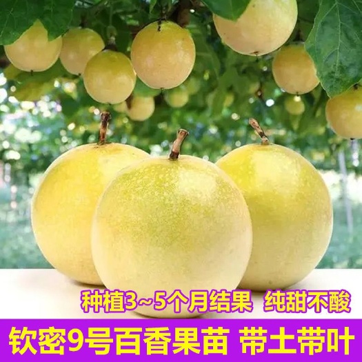 灵山县钦蜜九号百香果苗嫁接苗纯甜百香果苗