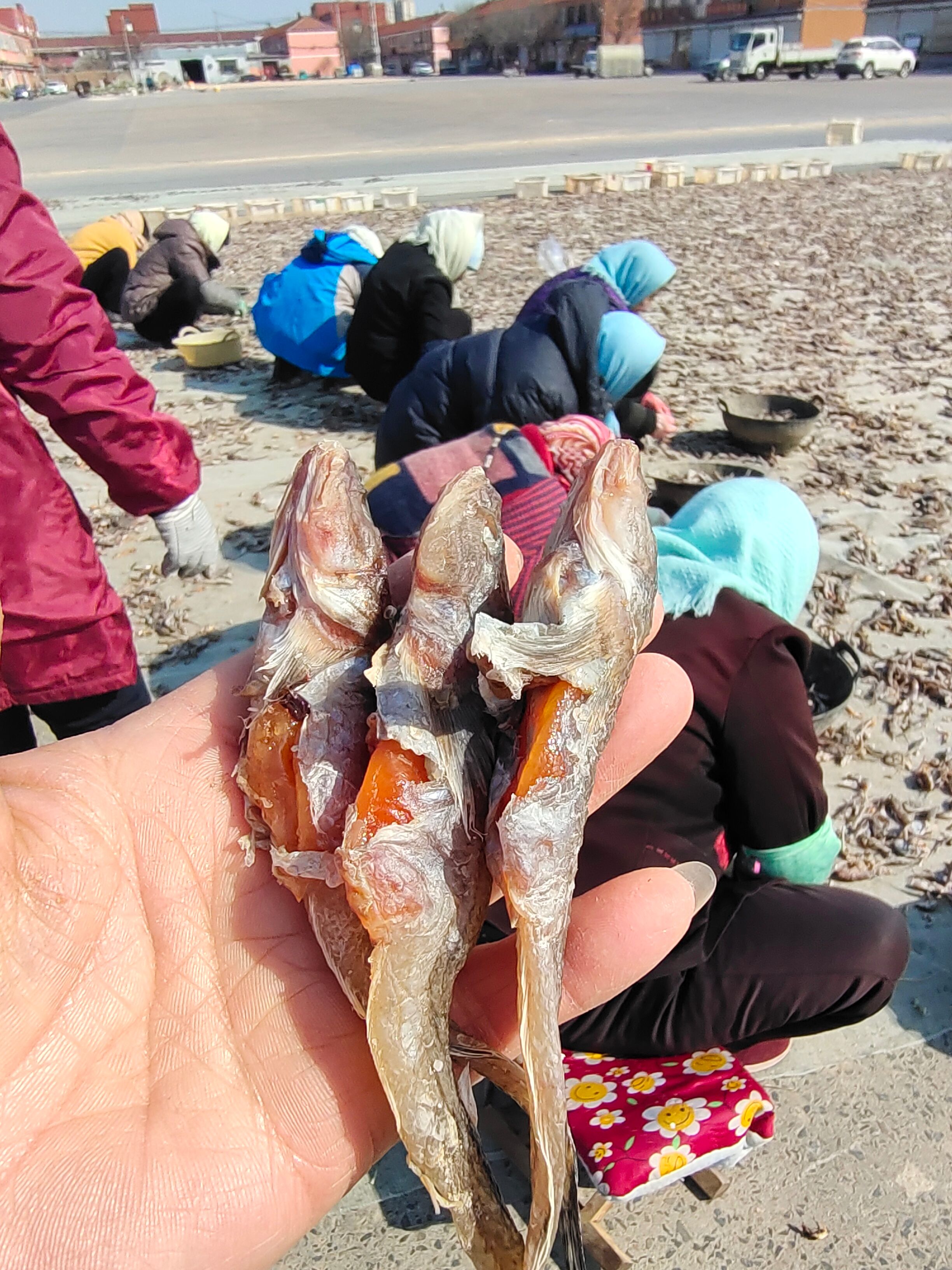 籽狗光鱼，油光鱼！腌制咸鱼干籽狗光鱼！自家渔船上的货