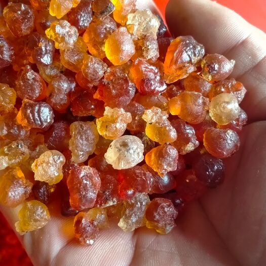 随县农户自采自挑的颗粒桃胶