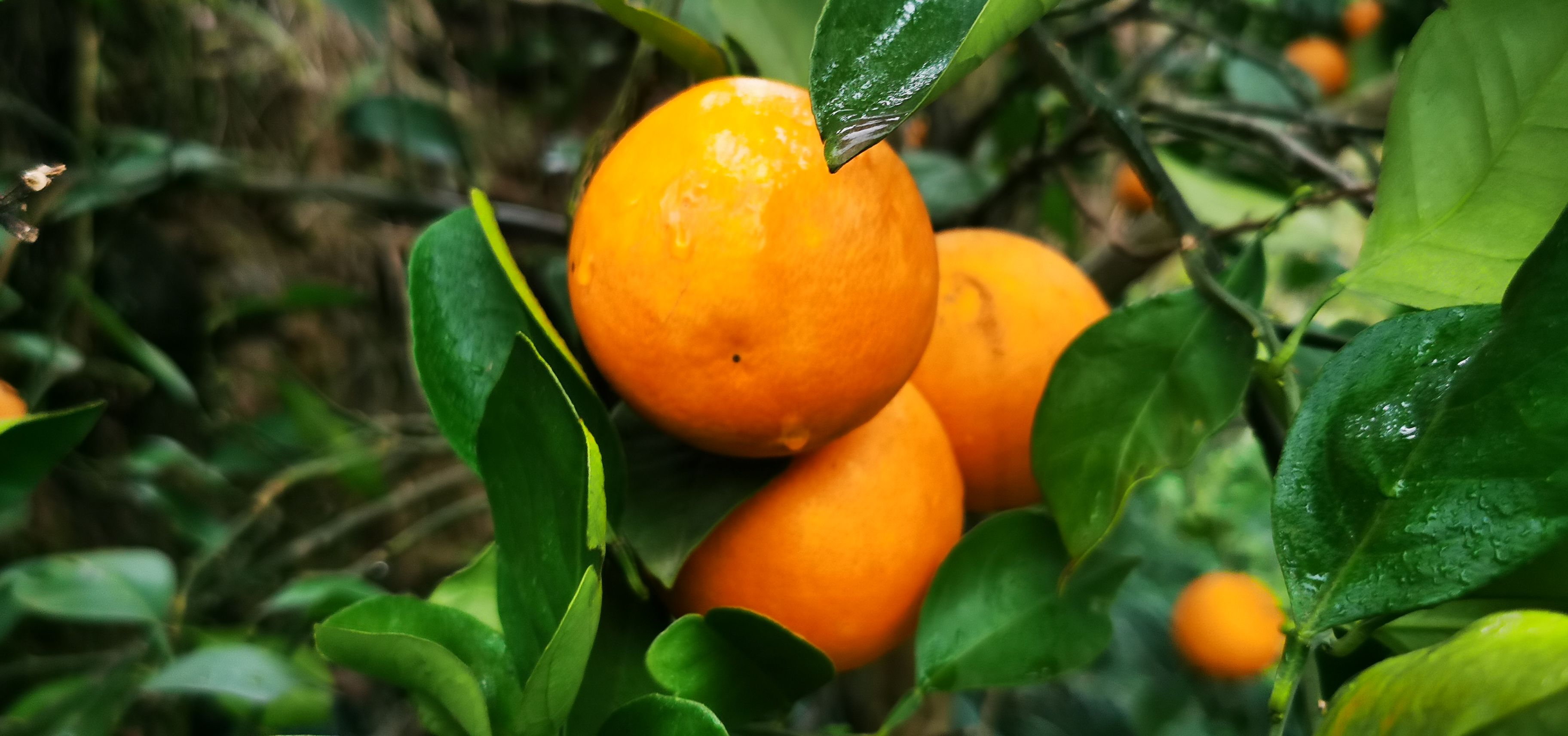 重庆市忠县汝溪镇血橙果园直发