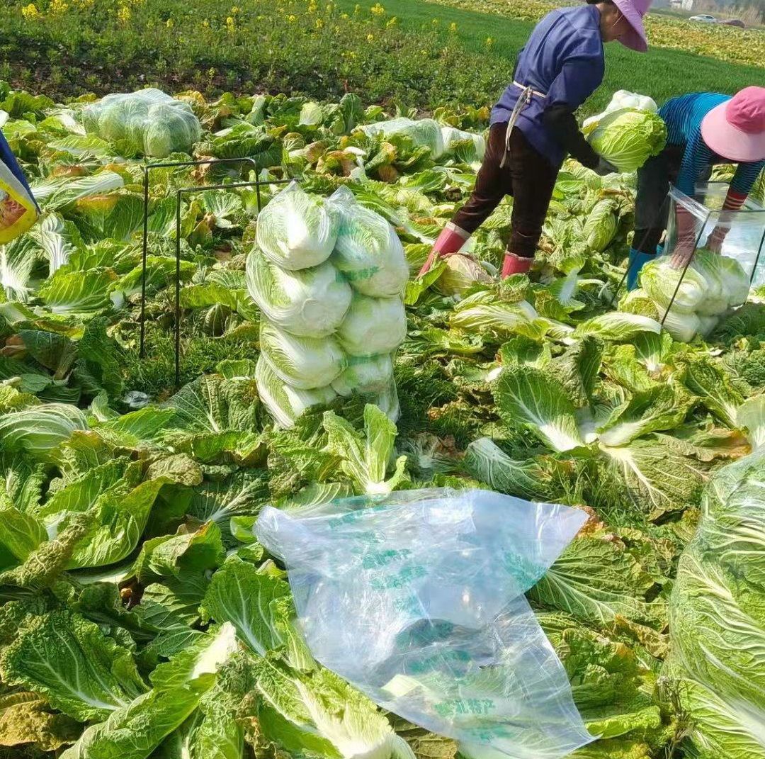 湖北优质大白菜（湖北产区）整车走货