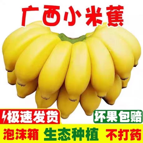 南宁【现摘泡沫箱】广西小米蕉应季新鲜水果10/3/5斤小香蕉芭