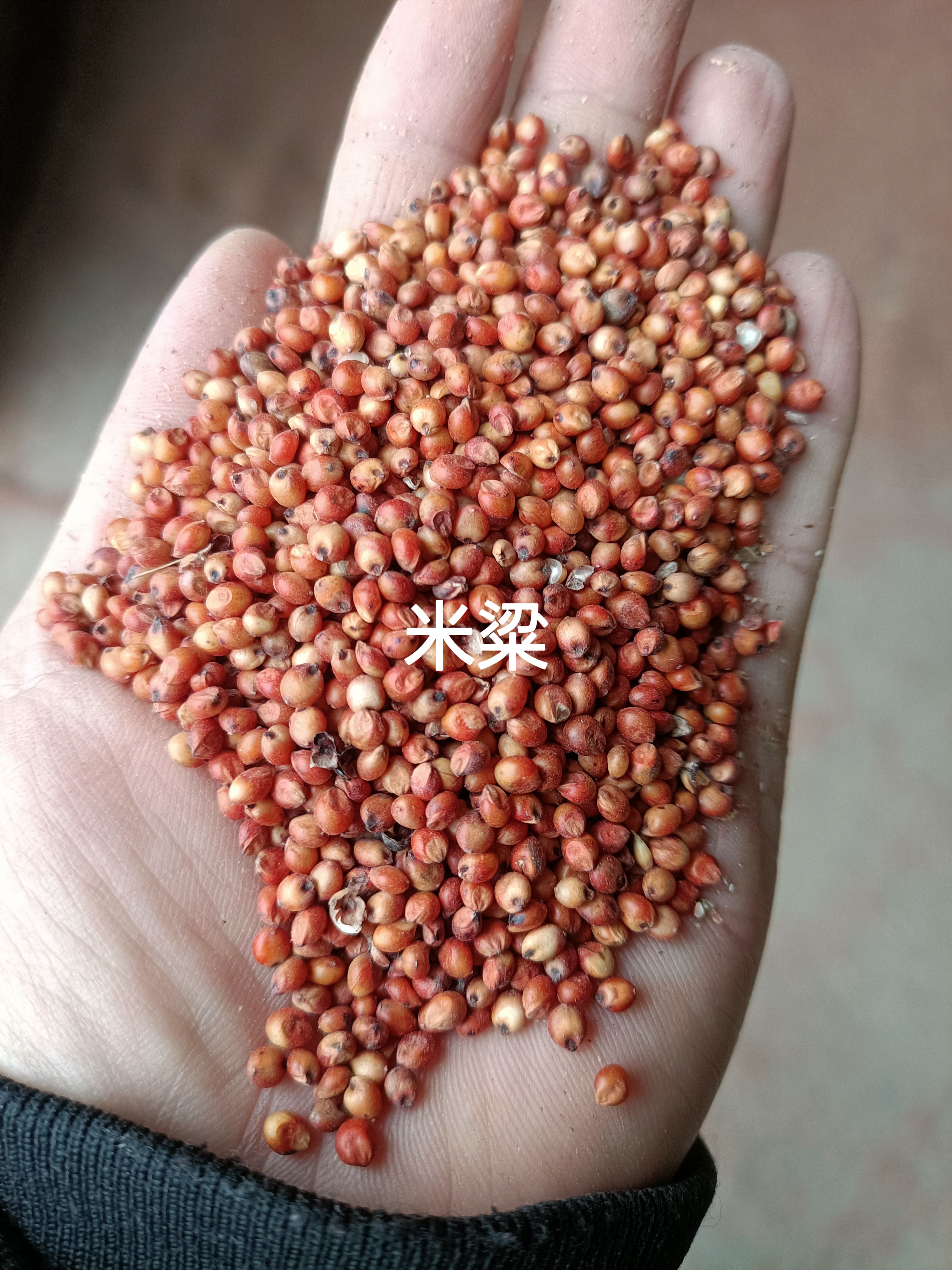 澳洲红高粱~澳粱，米粱，酒粱，鸽粮