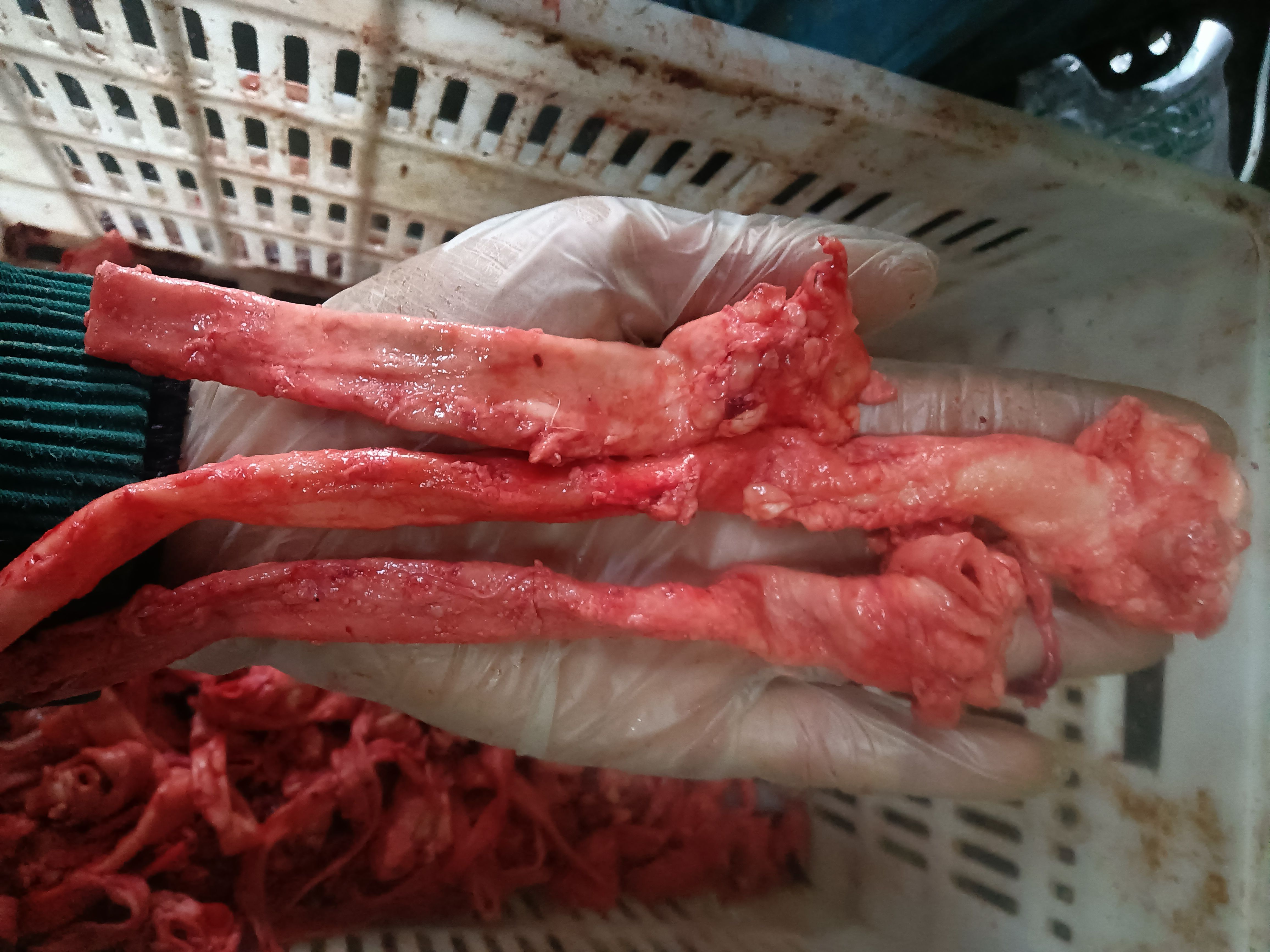 去油羊心管