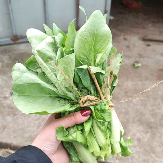 长顺县白菜苔