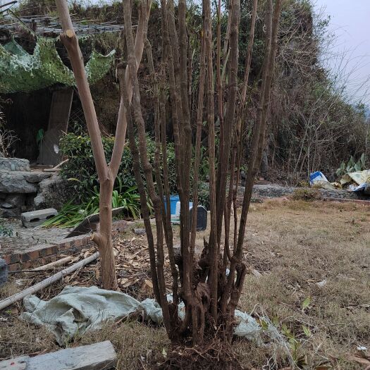 荔波县南天竹