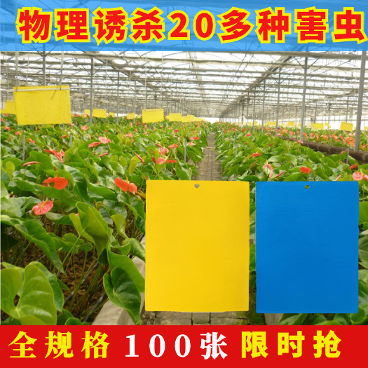 双面大棚粘虫板飞虫贴果园黏虫黄板灭小黑虫诱虫扳