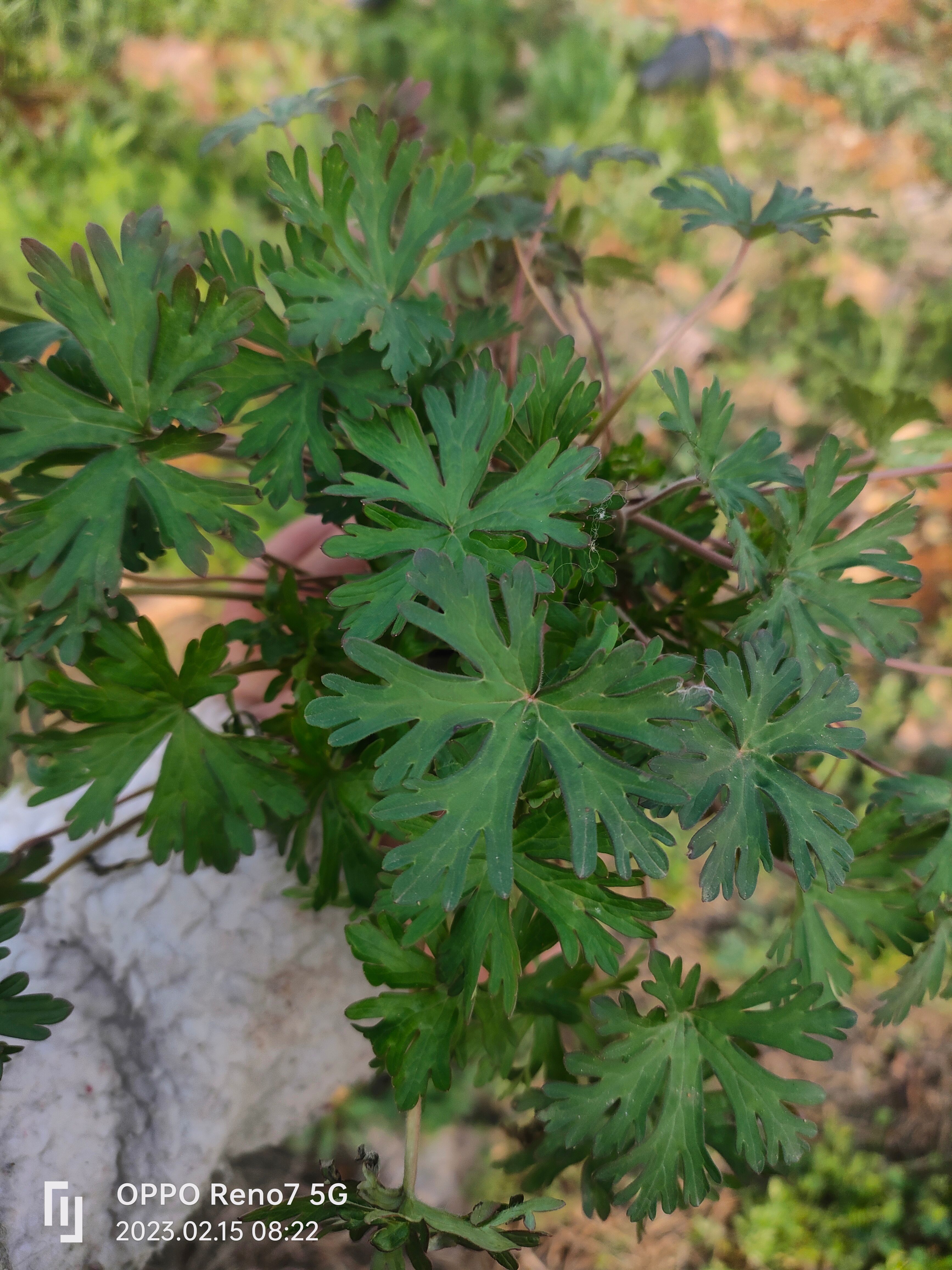 新鲜老鹳草苗批发价干货鲜货