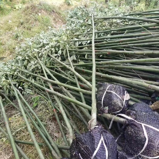 宁强县香樟苗，各种规格的都有