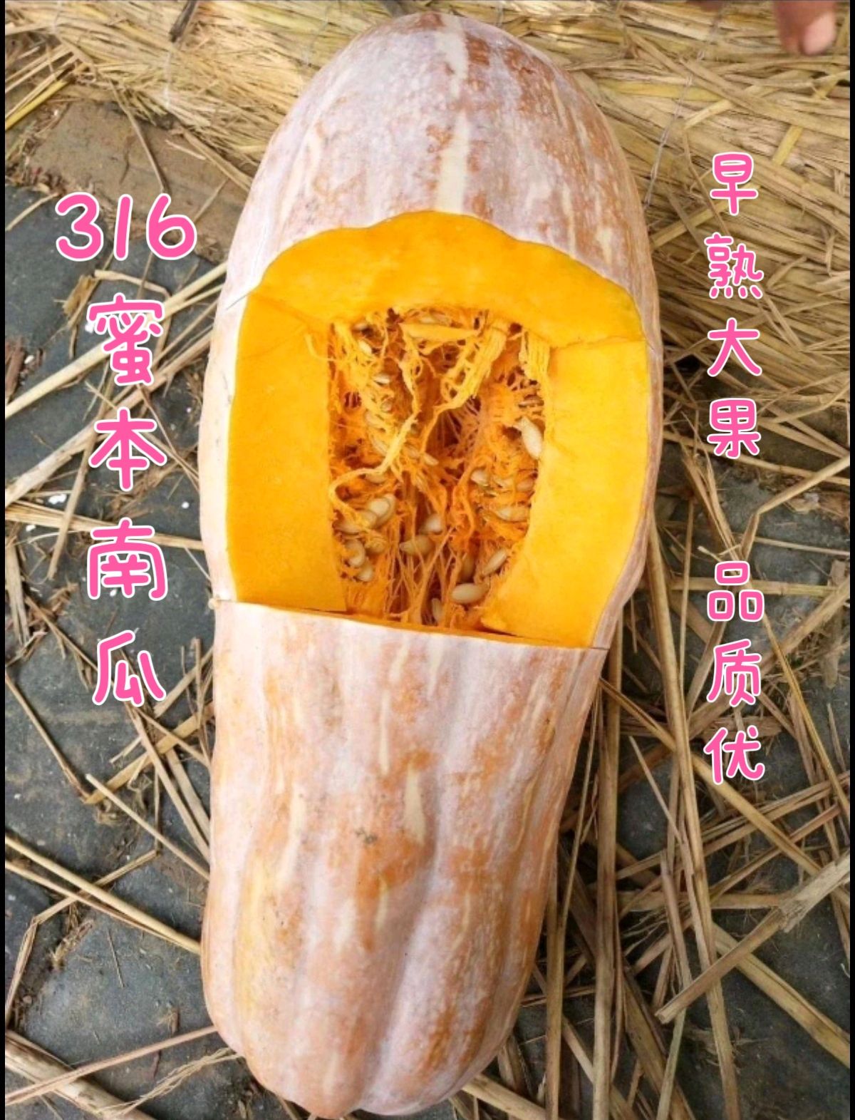 广州早熟316蜜本南瓜种子 大果型 早熟 品质粉甜 口感好