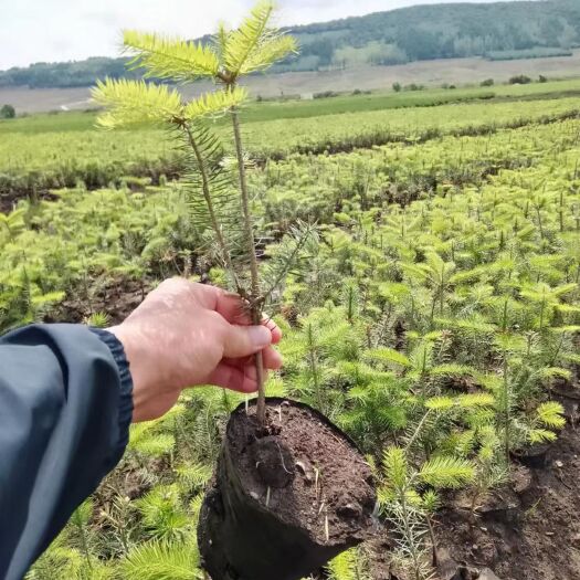 昆明急尖长苞冷杉