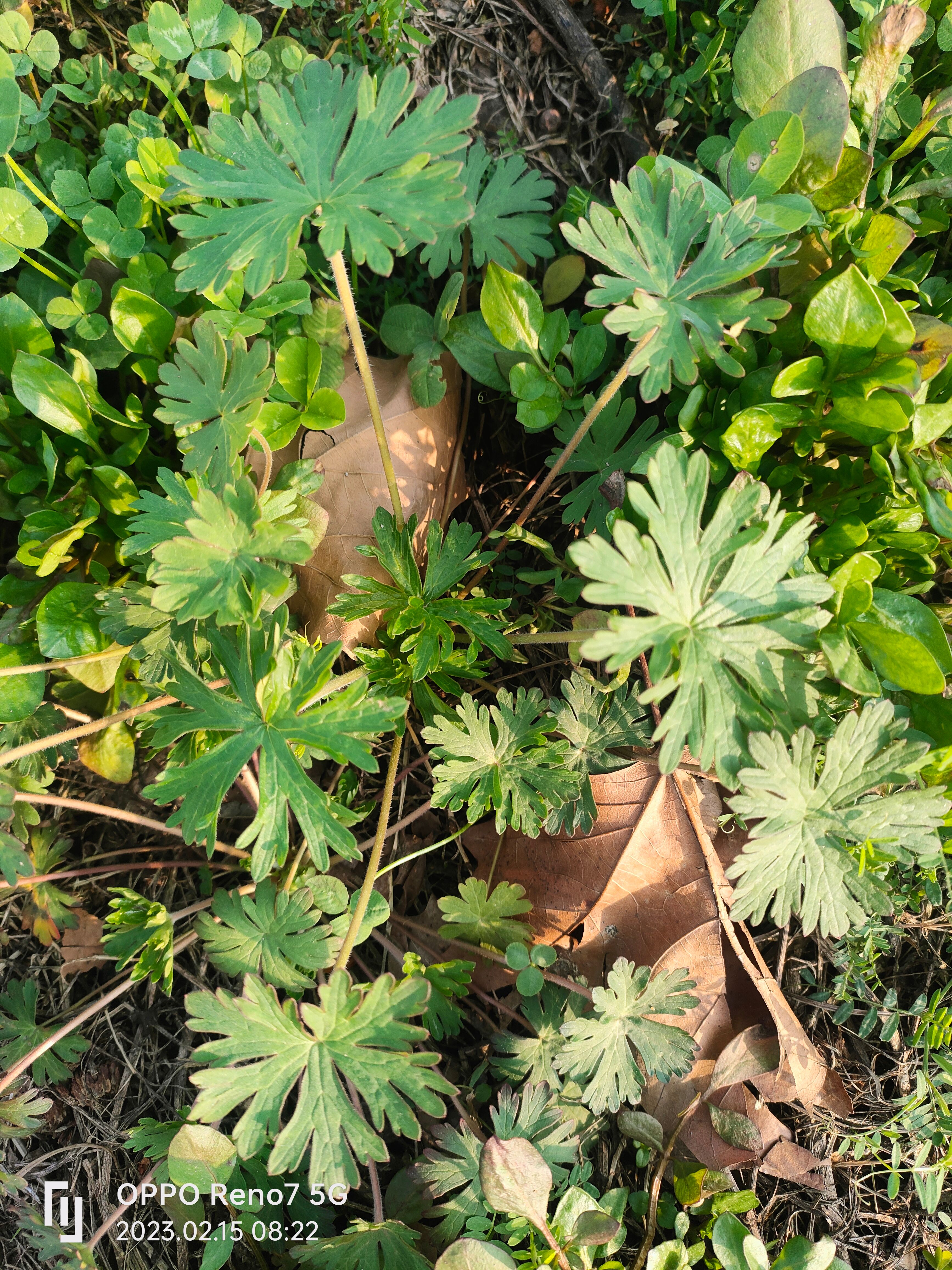 新鲜老鹳草苗批发价干货鲜货