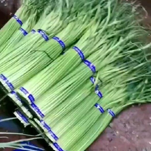 中牟县中牟精品红帽蒜苔，大量上市，产地一手货源，代收，全国代发