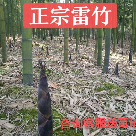 中江县雷竹苗 雷竹 细叶乌头雷竹 食用雷竹笋 雷竹种苗
