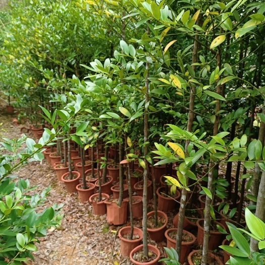 灵山县长叶竹柏  竹柏树苗阳台庭院种植四季常青 驱蚊营养杯苗带泥发