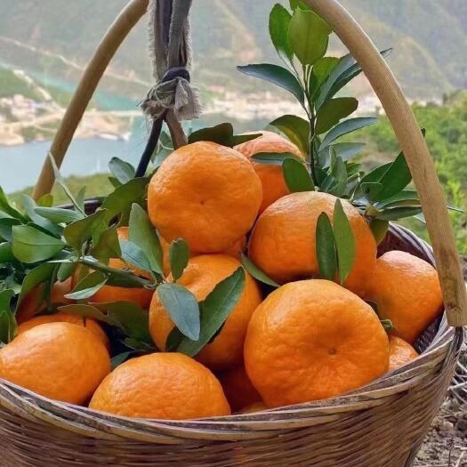 秭归县【柑橘】清江椪柑优质柑橘产地直销货源充足少籽无渣纯甜多汁桔