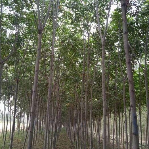 淮滨县南栾