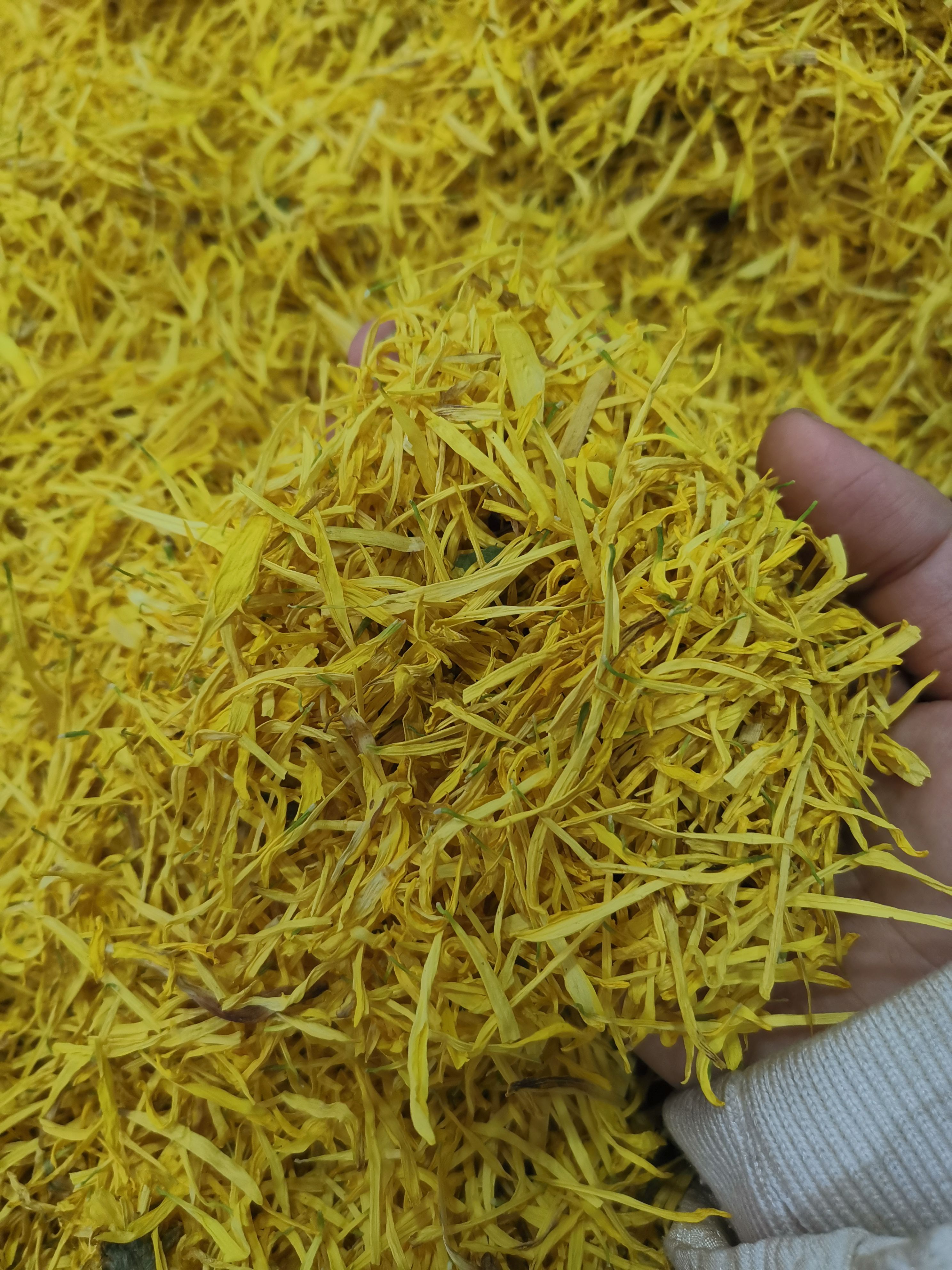 金丝皇菊 新货干货金丝皇菊 袋装散装一手货源 可一件代发