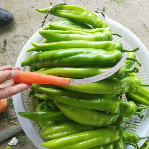 诏安县黄皮椒