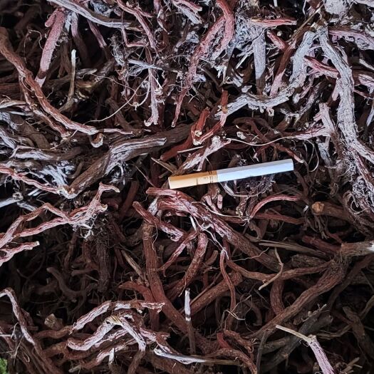 泗水县紫花丹参  山东苗栽丹参