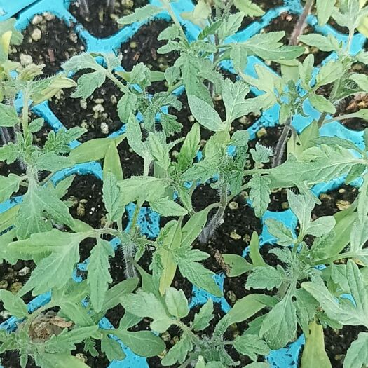 绥宁县大红番茄苗