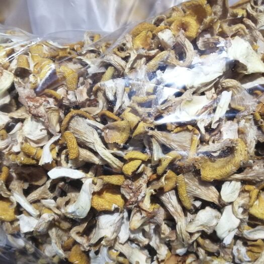 昆明鸡油