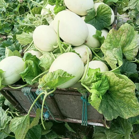 上海玉菇甜瓜